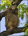 _0SB8095 great-horned owlet